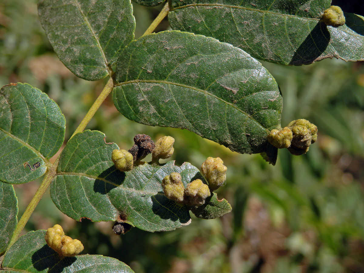 Hálky vlnovníka Aceria brachytarsus na ořešáku (Juglans californica S. Wats.)