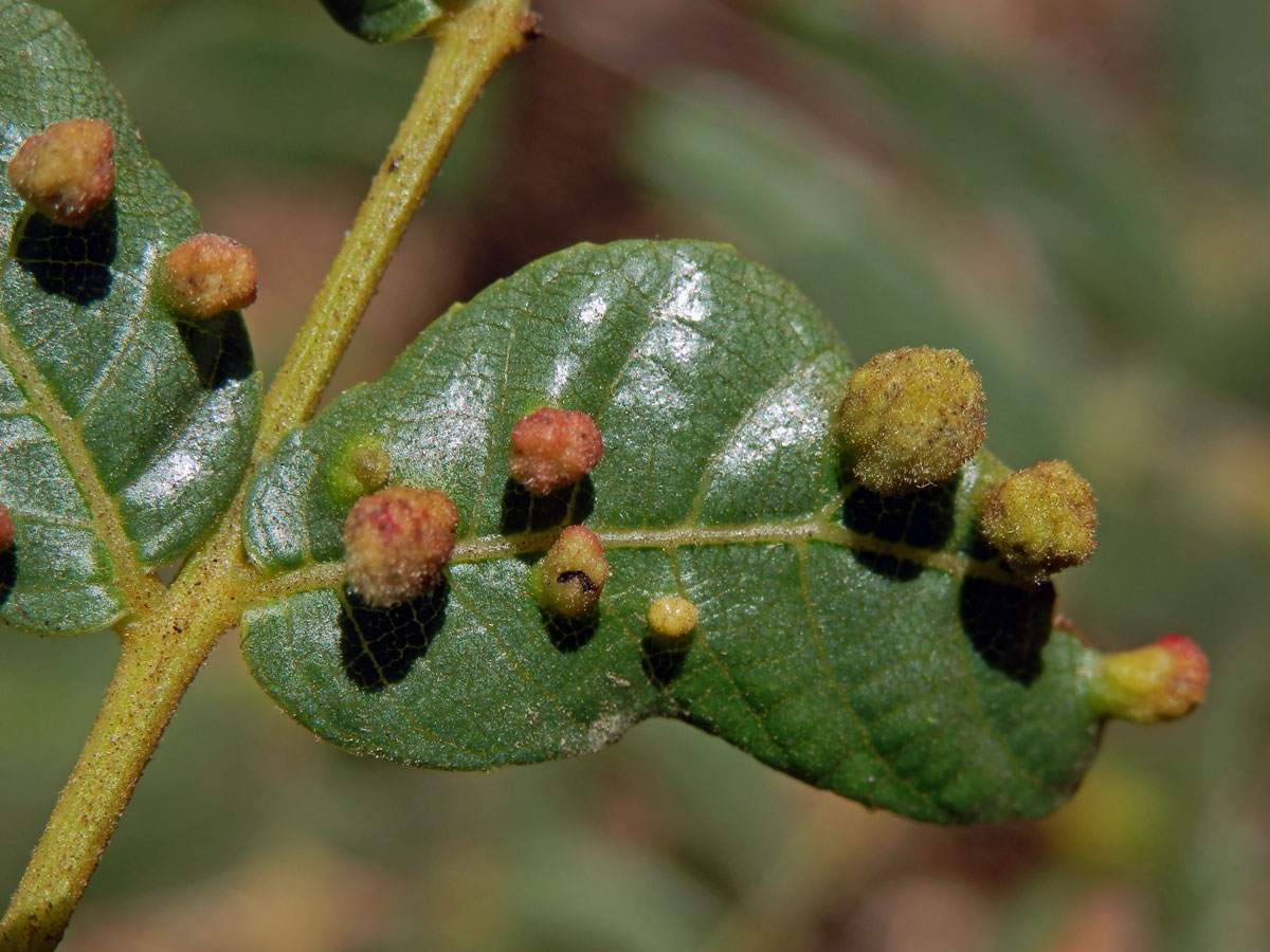 Hálky vlnovníka Aceria brachytarsus na ořešáku (Juglans californica S. Wats.)