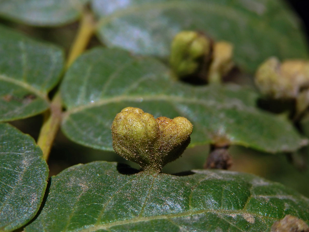 Hálky vlnovníka Aceria brachytarsus na ořešáku (Juglans californica S. Wats.)