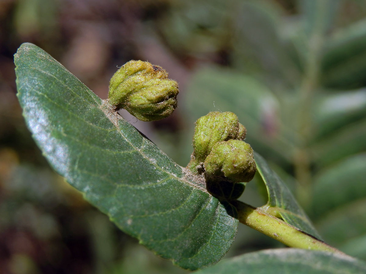 Hálky vlnovníka Aceria brachytarsus na ořešáku (Juglans californica S. Wats.)