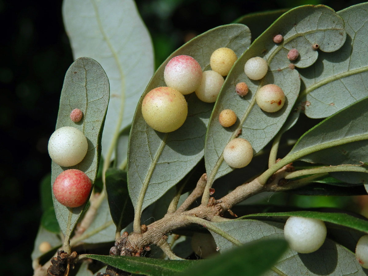 Hálky žlabatky Belonocnema treatae na dubu Quercus fusiformis Small