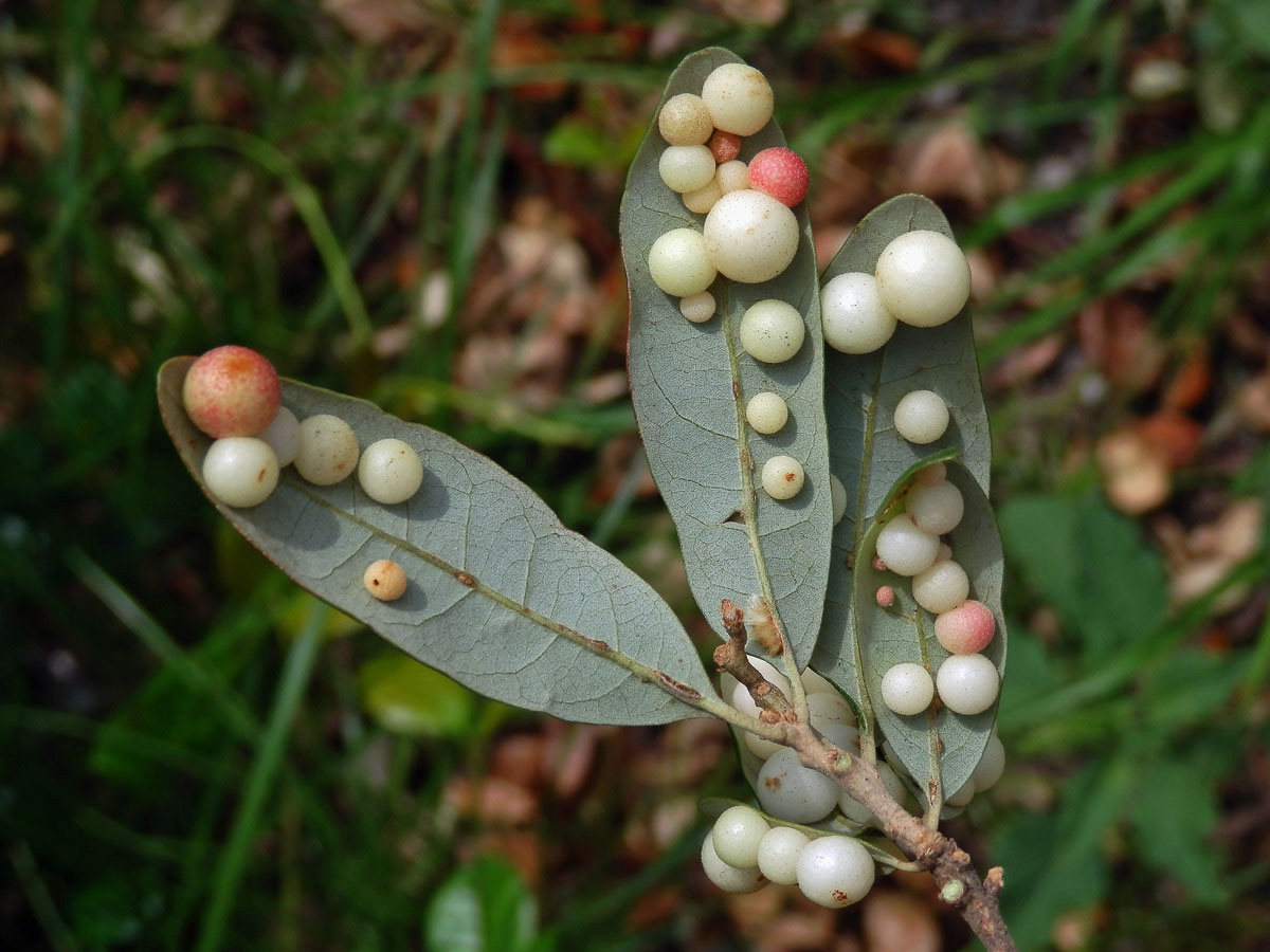 Hálky žlabatky Belonocnema treatae na dubu Quercus fusiformis Small