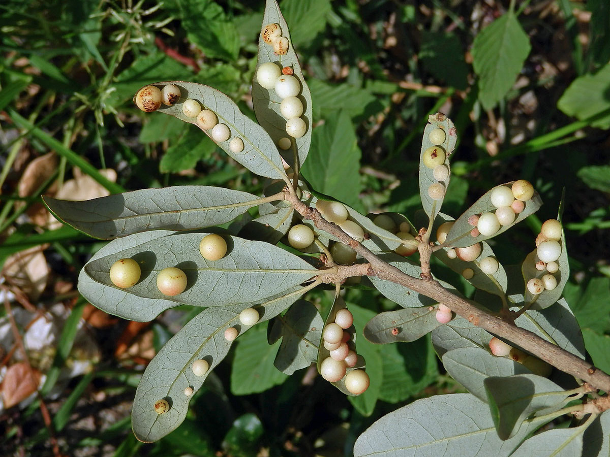 Hálky žlabatky Belonocnema treatae na dubu Quercus fusiformis Small