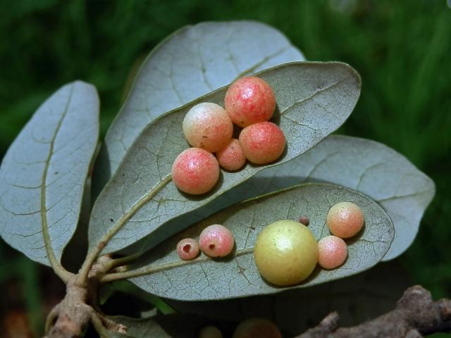 Hálky žlabatky Belonocnema treatae na dubu Quercus fusiformis Small