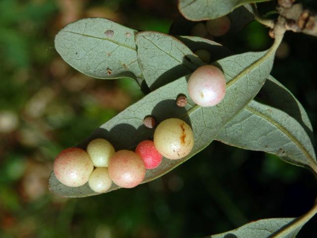 Hálky žlabatky Belonocnema treatae na dubu Quercus fusiformis Small