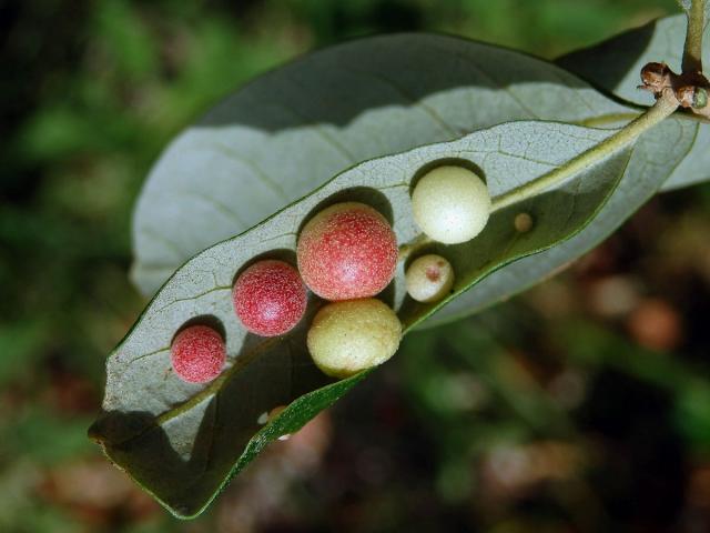 Hálky žlabatky Belonocnema treatae na dubu Quercus fusiformis Small