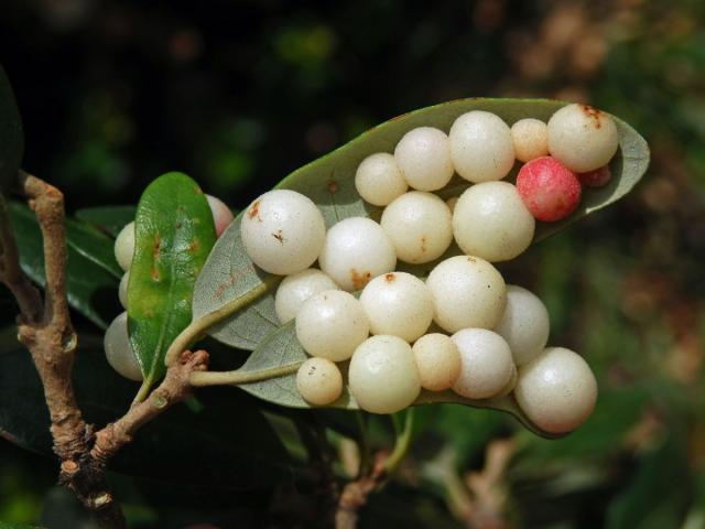 Hálky žlabatky Belonocnema treatae na dubu Quercus fusiformis Small