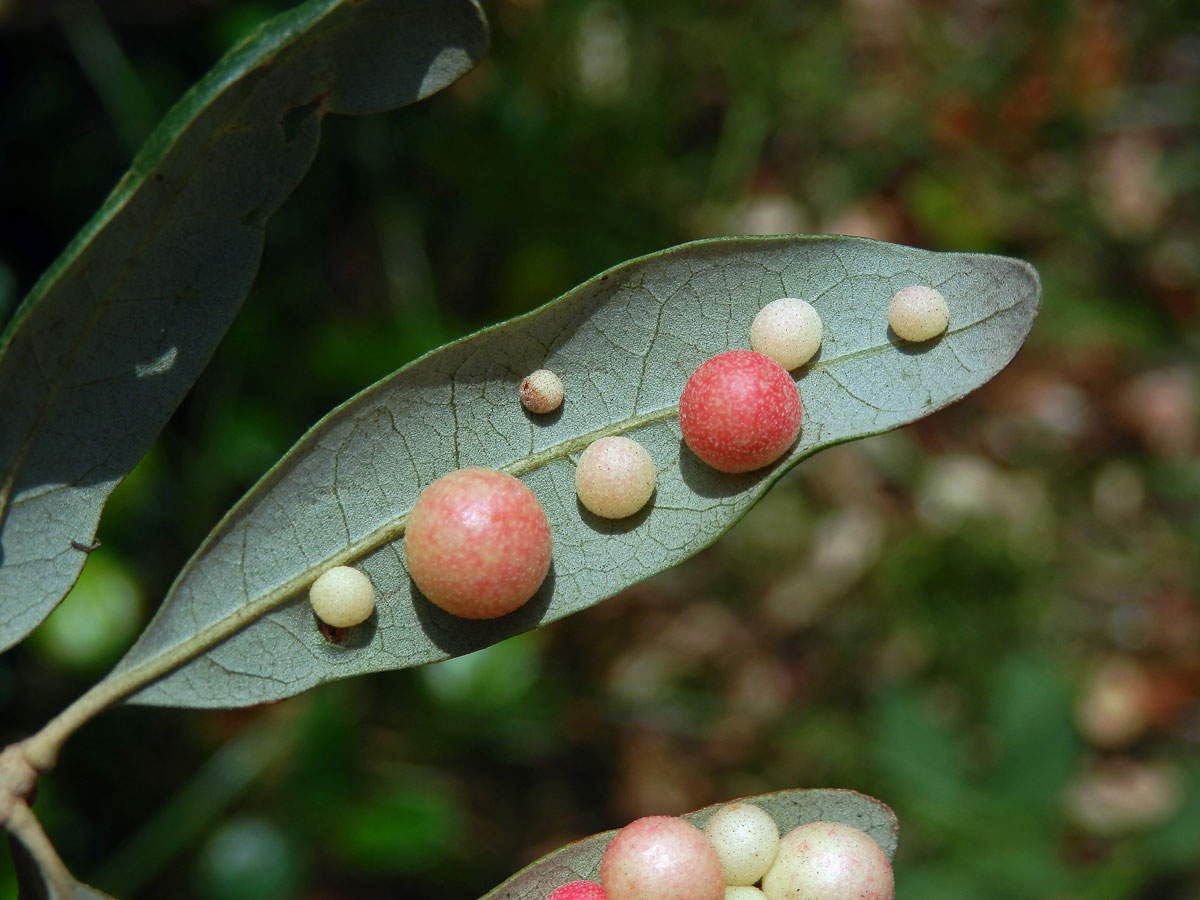 Hálky žlabatky Belonocnema treatae na dubu Quercus fusiformis Small