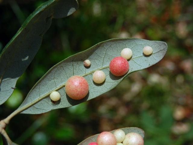 Hálky žlabatky Belonocnema treatae na dubu Quercus fusiformis Small