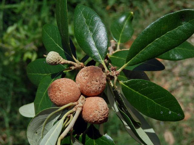 Hálky žlabatky Disholcaspis cinerosa na dubu Quercus fusiformis Small