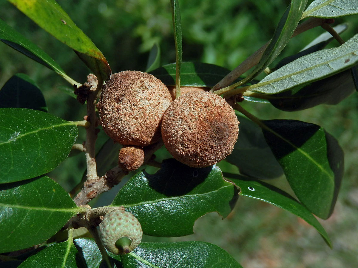 Hálky žlabatky Disholcaspis cinerosa na dubu Quercus fusiformis Small