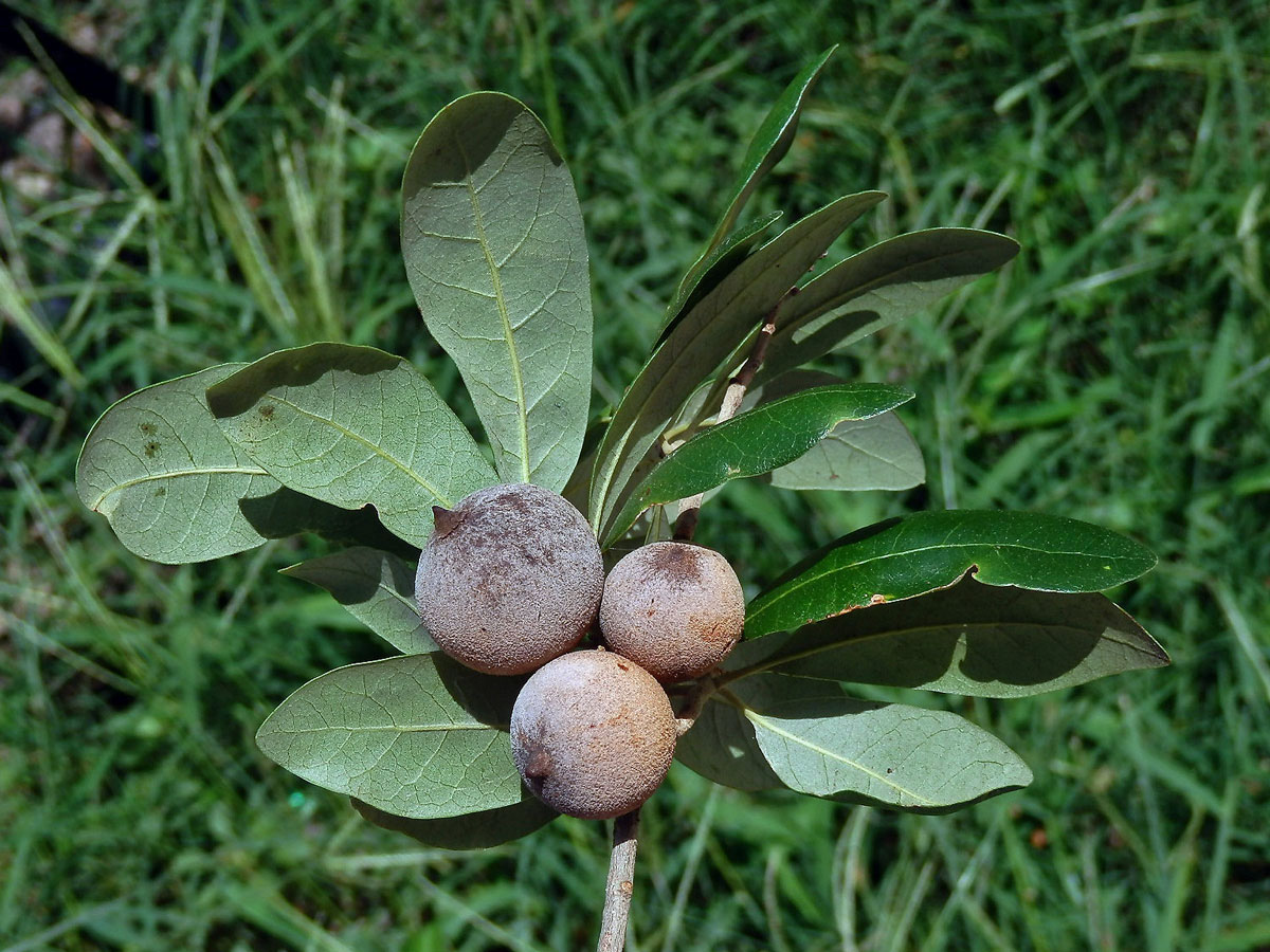 Hálky žlabatky Disholcaspis cinerosa na dubu Quercus fusiformis Small