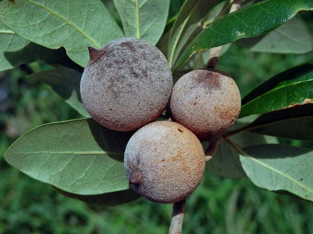 Hálky žlabatky Disholcaspis cinerosa na dubu Quercus fusiformis Small