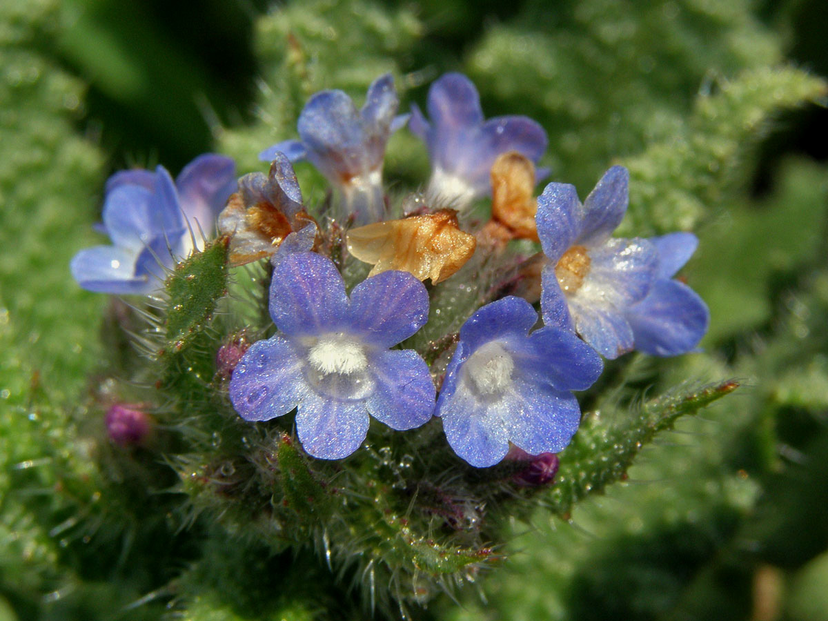 Prlina rolní (Lycopsis arvensis L.)