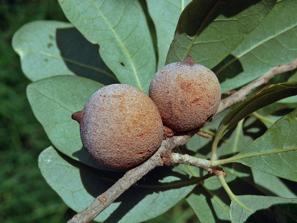 Hálky žlabatky Disholcaspis cinerosa na dubu Quercus fusiformis Small