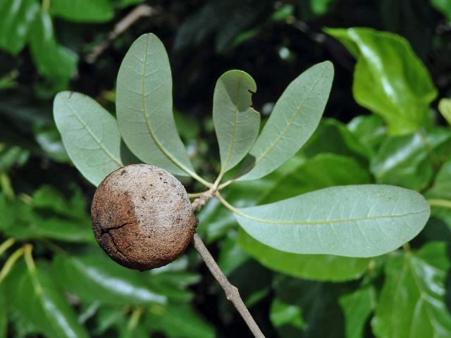 Hálky žlabatky Disholcaspis cinerosa na dubu Quercus fusiformis Small