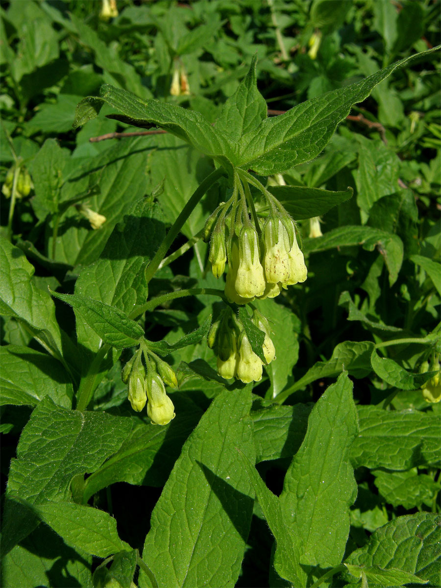 Kostival hlíznatý (Symphytum tuberosum L.)