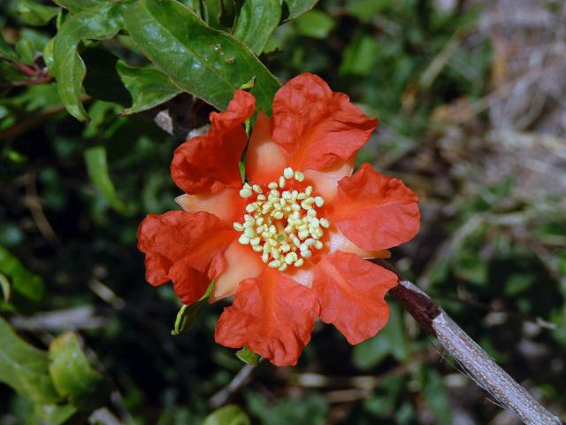 Granátovník obecný (Punica granatum L.)