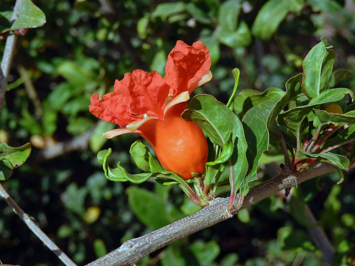 Granátovník obecný (Punica granatum L.)