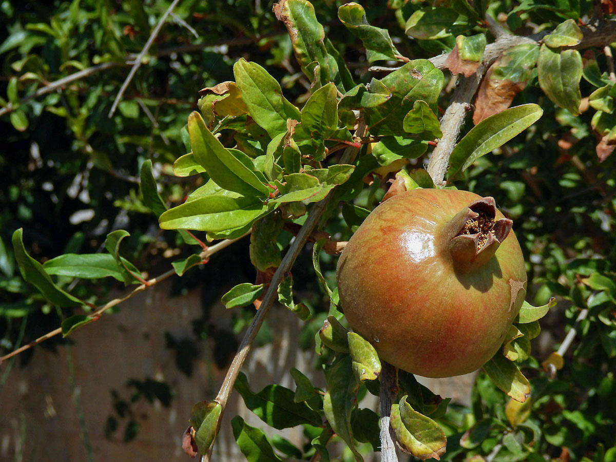 Granátovník obecný (Punica granatum L.)