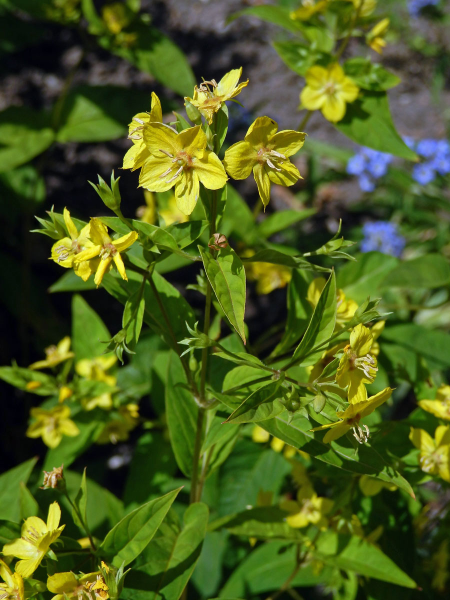 Vrbina brvitá (Lysimachia ciliata L.)