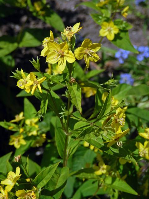 Vrbina brvitá (Lysimachia ciliata L.)