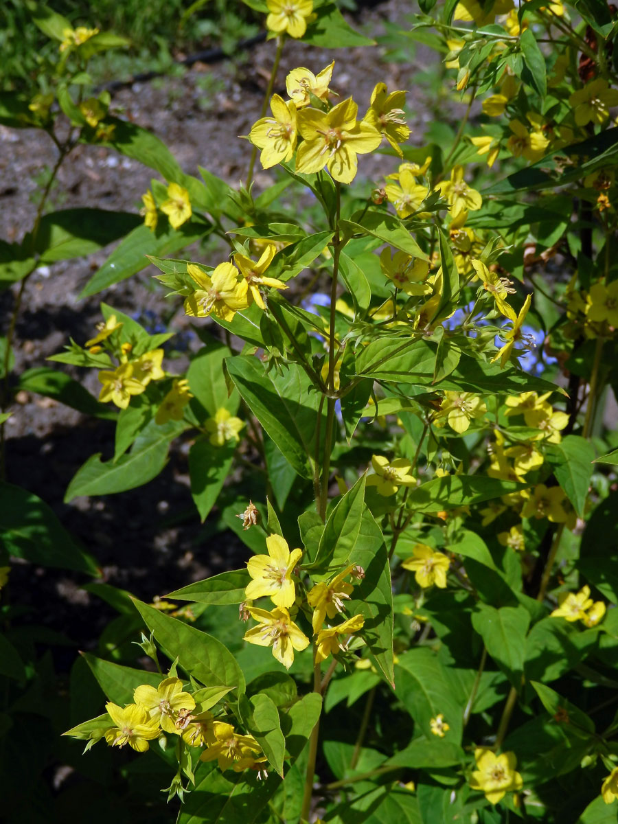 Vrbina brvitá (Lysimachia ciliata L.)