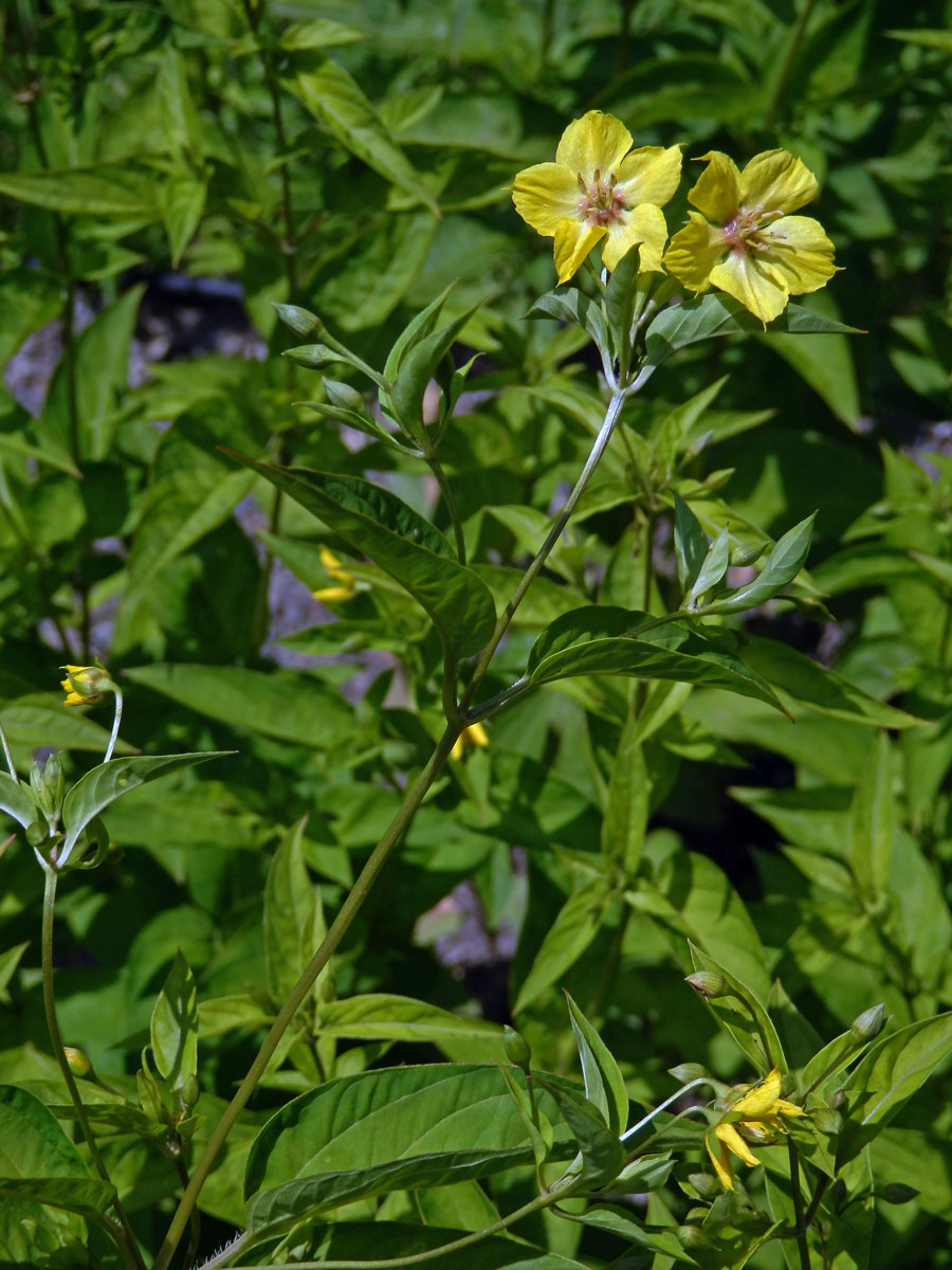 Vrbina brvitá (Lysimachia ciliata L.)