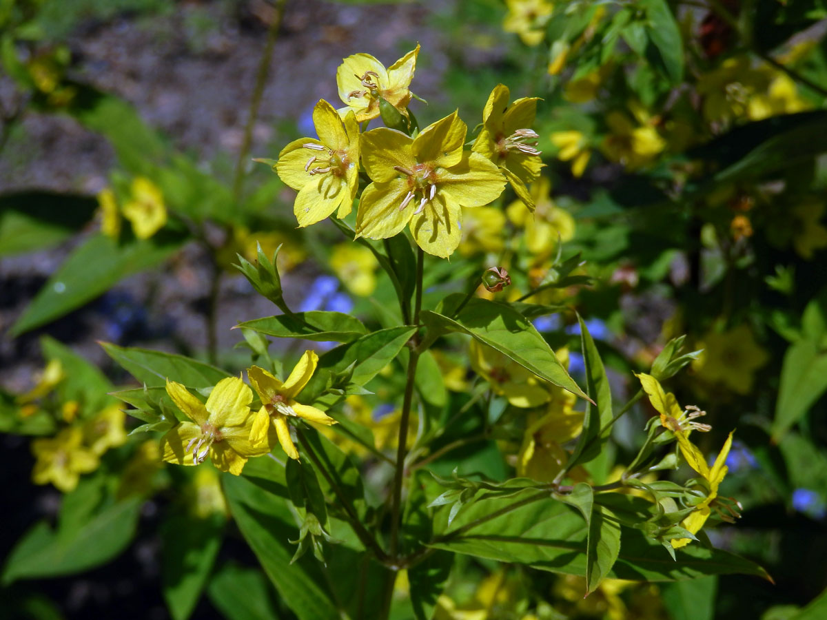 Vrbina brvitá (Lysimachia ciliata L.)