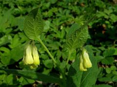 Kostival hlíznatý (Symphytum tuberosum L.)