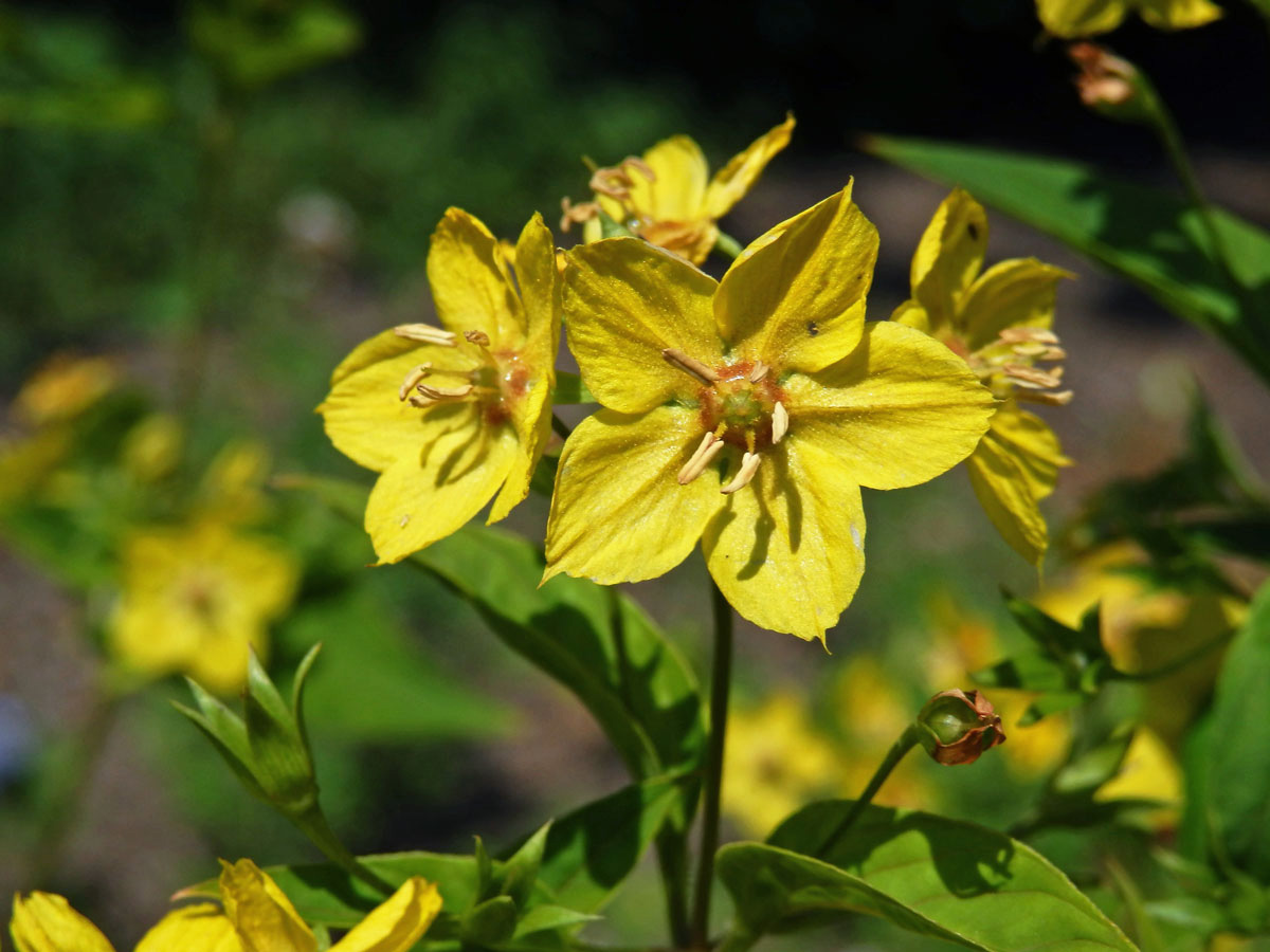 Vrbina brvitá (Lysimachia ciliata L.)