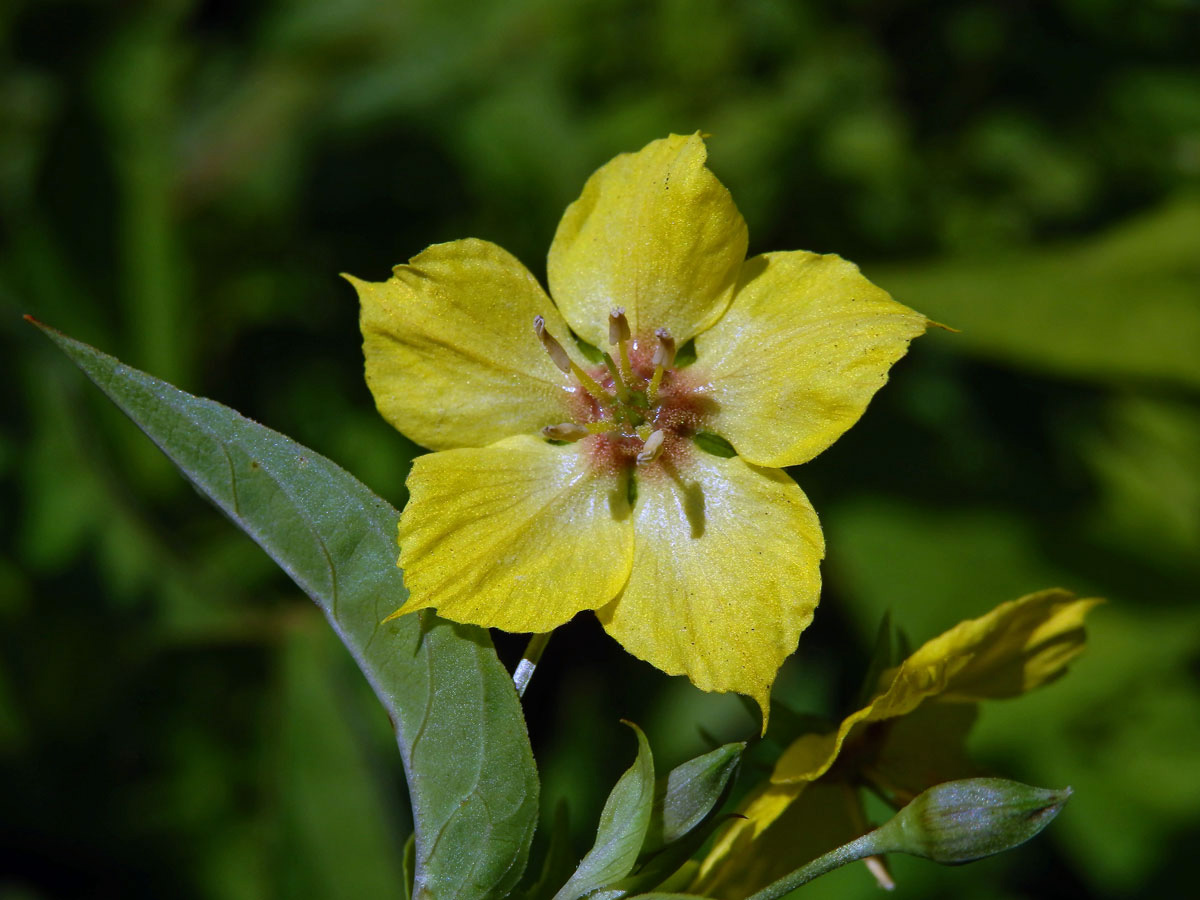 Vrbina brvitá (Lysimachia ciliata L.)