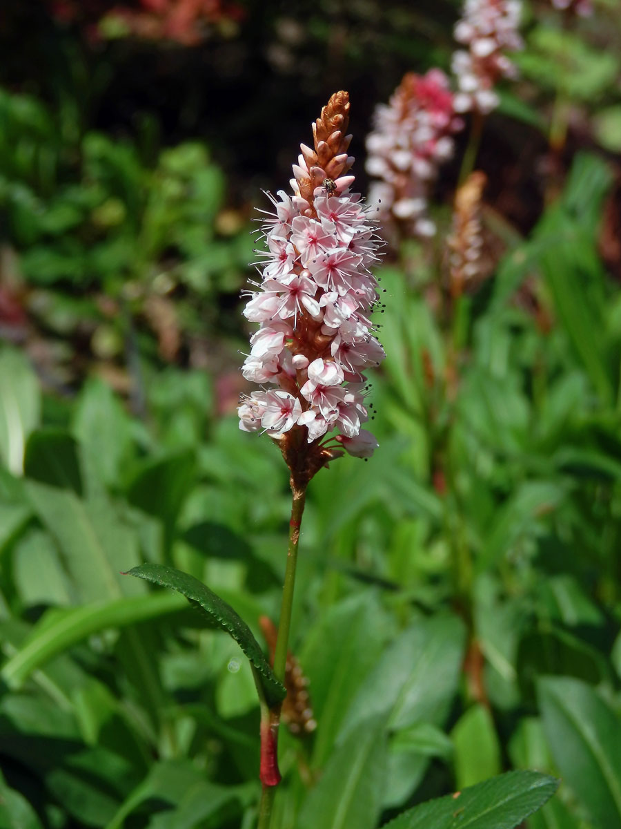 Rdesno (Bistorta affinis (G. Don) Greene)