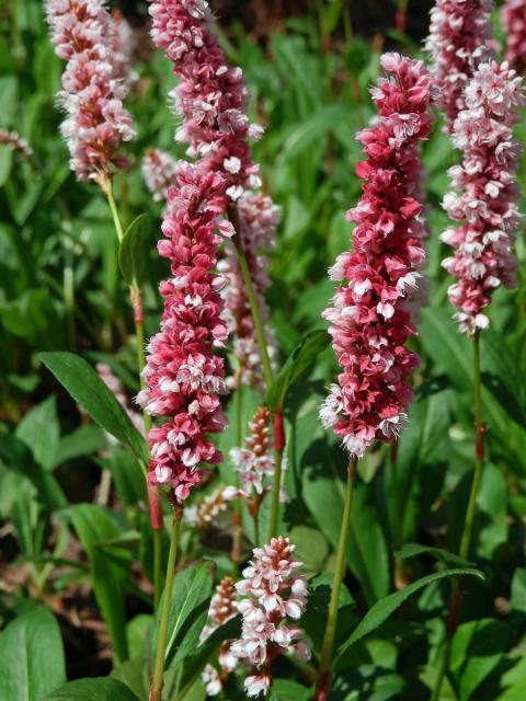 Rdesno (Bistorta affinis (G. Don) Greene)