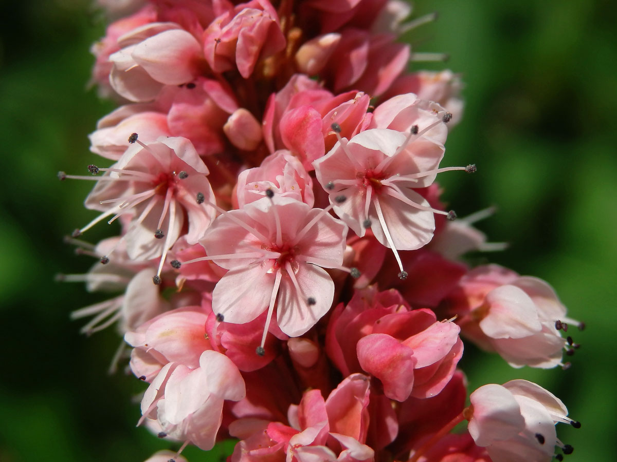 Rdesno (Bistorta affinis (G. Don) Greene)