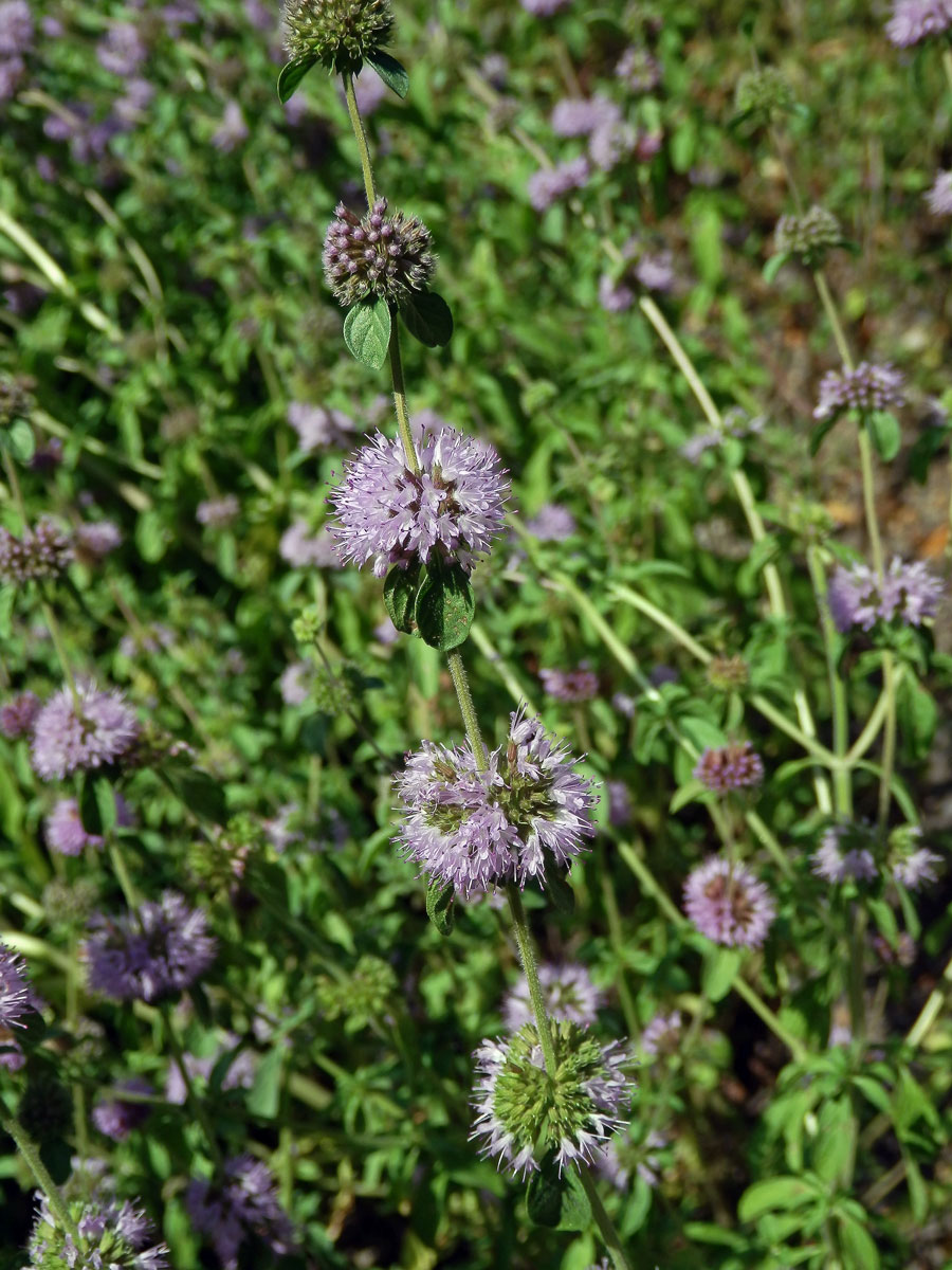 Máta polej (Mentha pulegium L.)