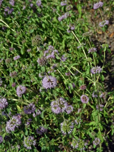 Máta polej (Mentha pulegium L.)