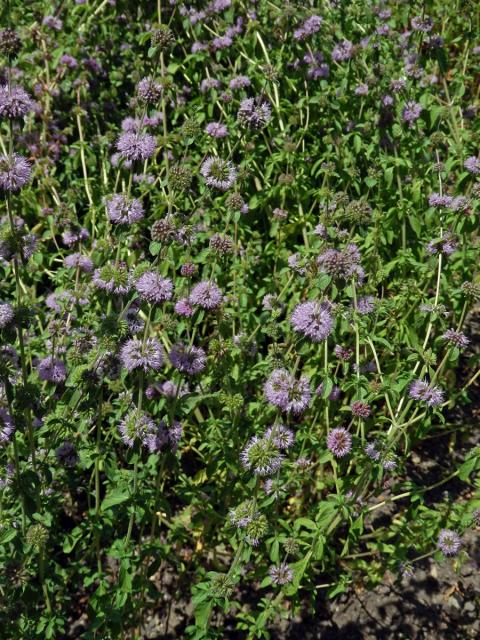 Máta polej (Mentha pulegium L.)