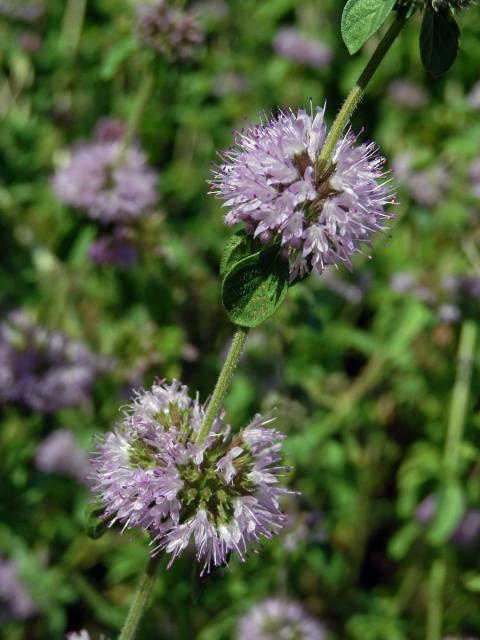 Máta polej (Mentha pulegium L.)