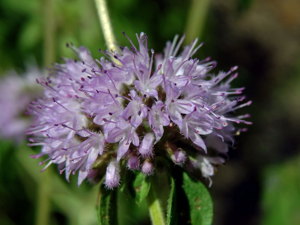 Máta polej (Mentha pulegium L.)