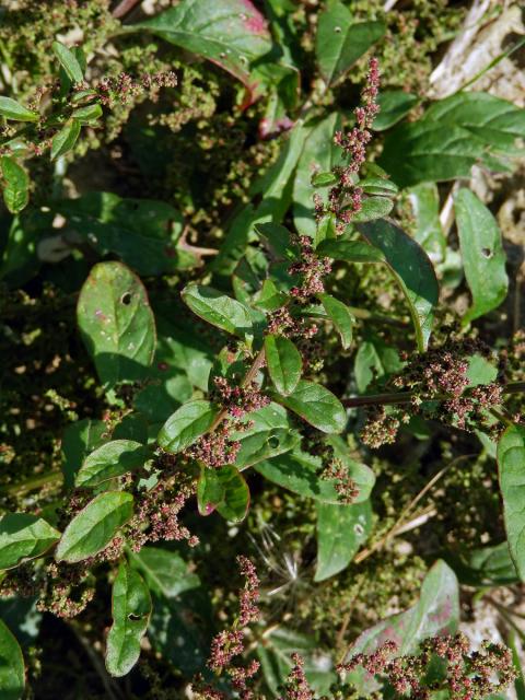 Merlík mnohosemenný (Chenopodium polyspermum L.)