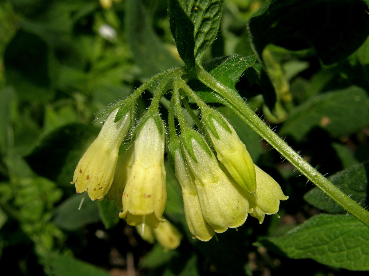 Kostival hlíznatý (Symphytum tuberosum L.)