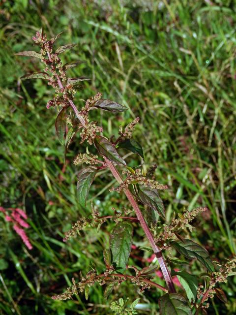 Merlík mnohosemenný (Chenopodium polyspermum L.)