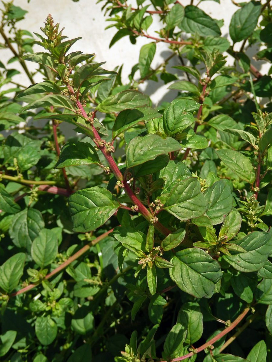 Merlík mnohosemenný (Chenopodium polyspermum L.)