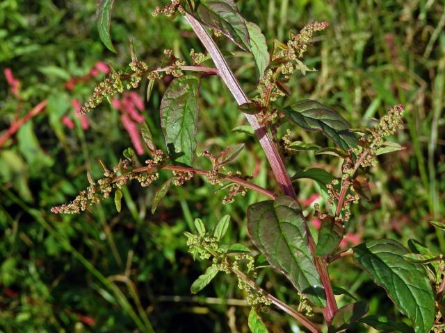 Merlík mnohosemenný (Chenopodium polyspermum L.)