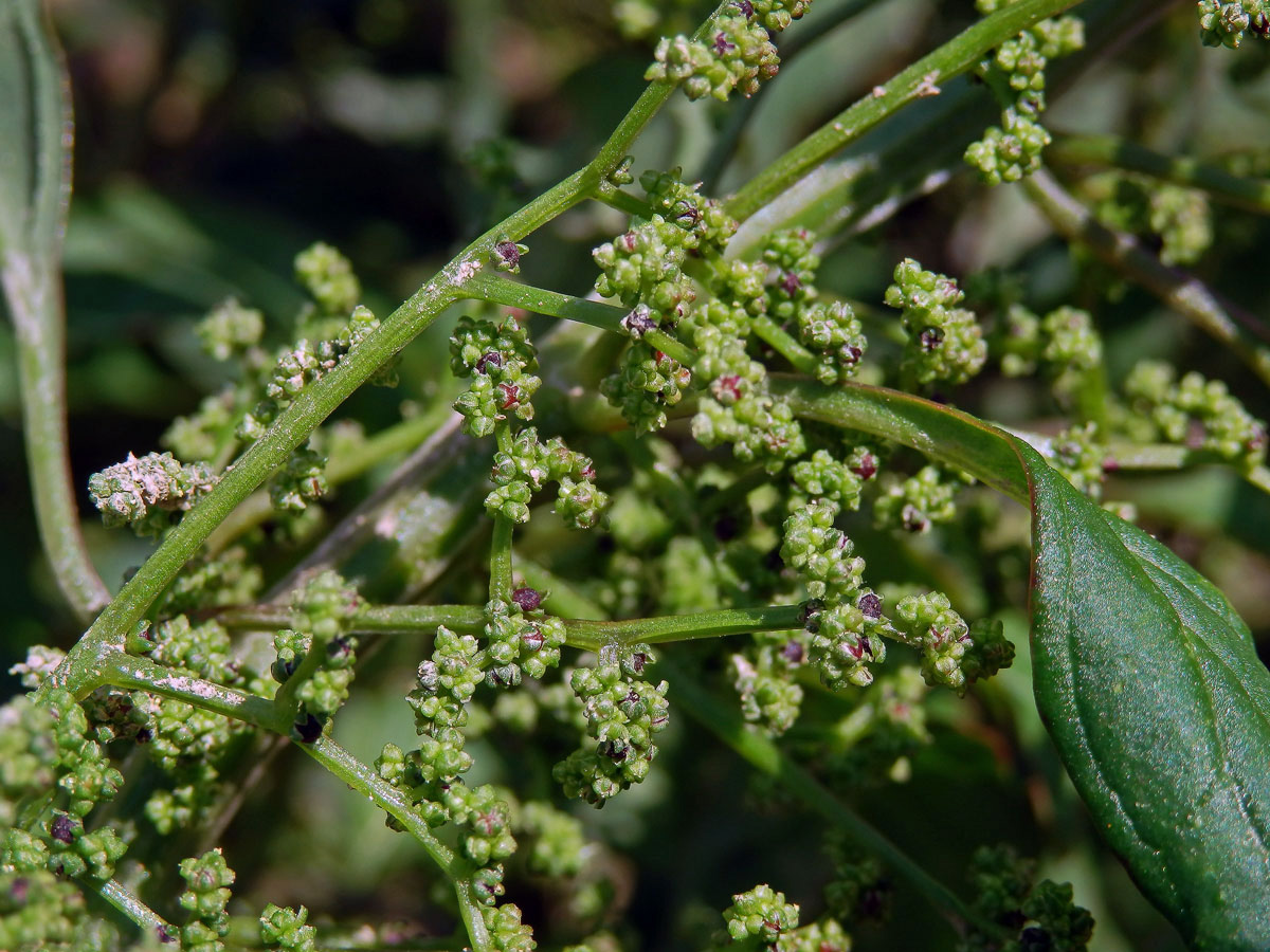 Merlík mnohosemenný (Chenopodium polyspermum L.)