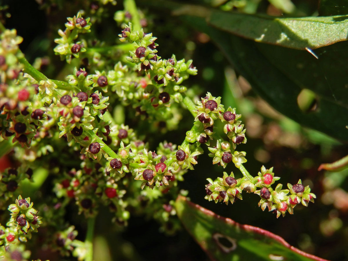 Merlík mnohosemenný (Chenopodium polyspermum L.)