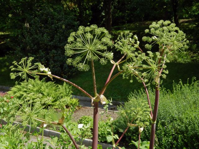 Andělika lékařská (Angelica archangelica L.)