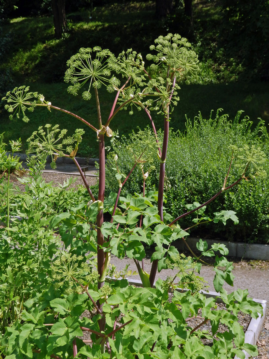 Andělika lékařská (Angelica archangelica L.)