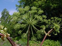 Andělika lékařská (Angelica archangelica L.)